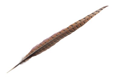 Güzel kahverengi kuş tüyü beyaz manzarada izole edilmiş.