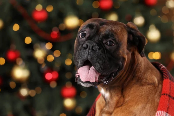 Cute dog covered with plaid in room decorated for Christmas, closeup