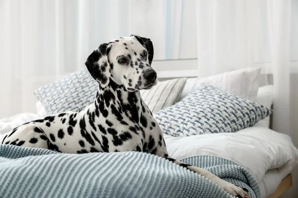 Adorável Cão Dálmata Deitado Cama Dentro Casa — Fotografia de Stock