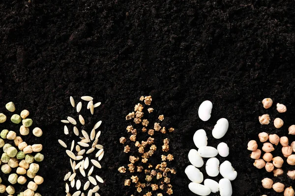 Different vegetable seeds on fertile soil, flat lay. Space for text