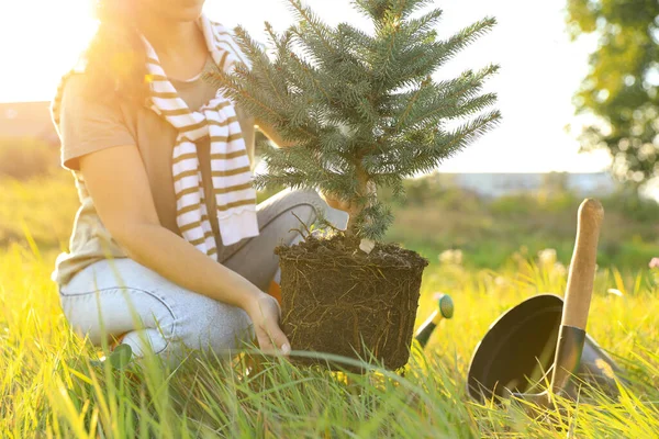 Woman planting conifer tree in meadow on sunny day, closeup