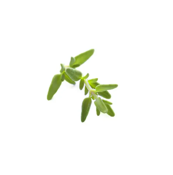 Färsk Grön Timjan Kvist Isolerad Vitt — Stockfoto