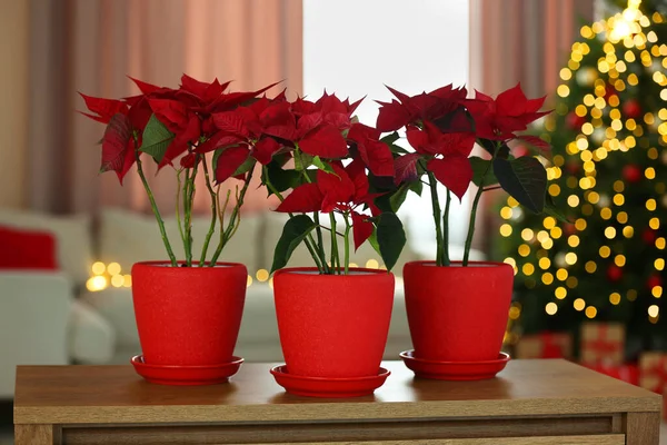 Potted poinsettias on wooden dresser in decorated room. Christmas traditional flower