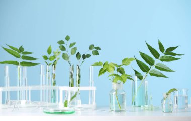 Beyaz masadaki bitkilerle dolu laboratuvar camları.
