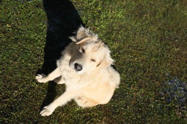 Adorable dog sitting on green grass, above view