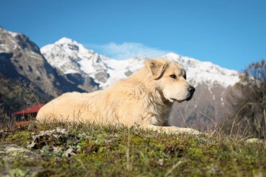 Adorable dog in mountains on sunny day