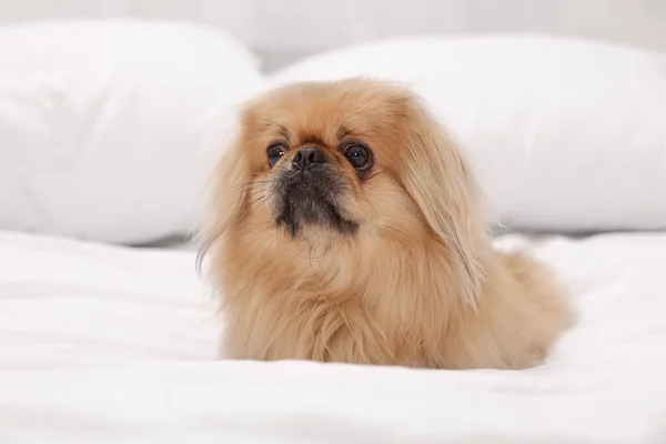 Cute Pekingese dog on bed in room