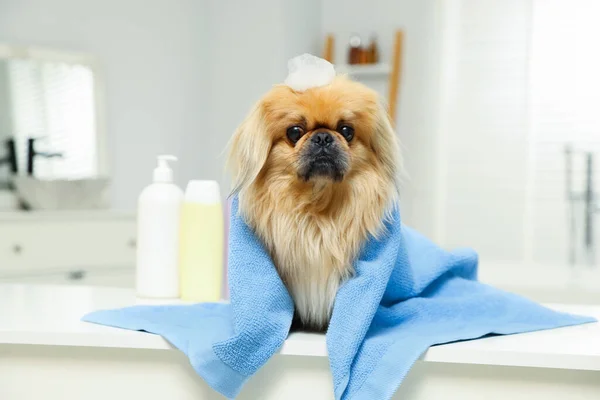 Cute Pekingese dog with towel and shampoo bubbles in bathroom. Pet hygiene