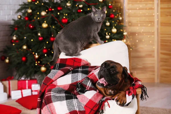 Cute dog covered with plaid and cat on armchair in room decorated for Christmas