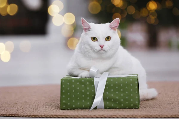 Christmas atmosphere. Adorable cat with gift box on carpet in cosy room