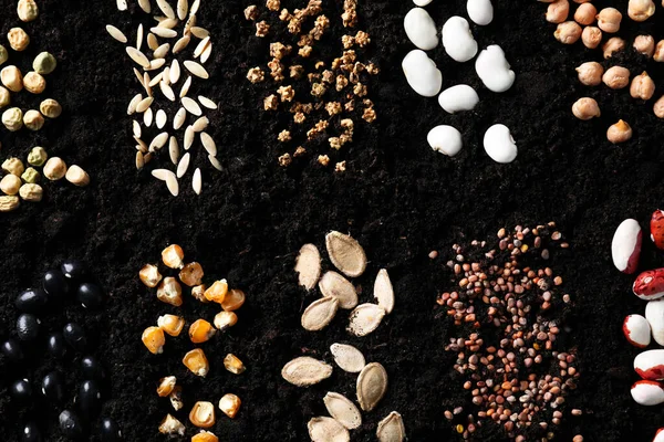 Different vegetable seeds on fertile soil, flat lay