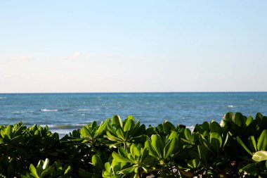 Beautiful green shrubs and palm tree on sea shore