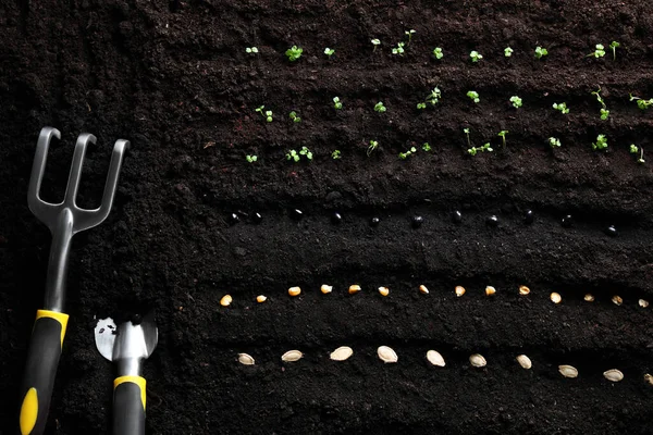 Different vegetable seeds and tools on fertile soil, flat lay