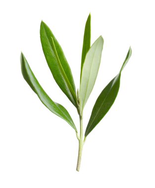 Beyaz arka planda taze yeşil yapraklı zeytin dalı