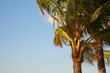 Beautiful palm trees with green leaves under clear blue sky