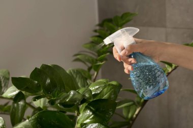 Woman spraying water onto houseplant at home, closeup