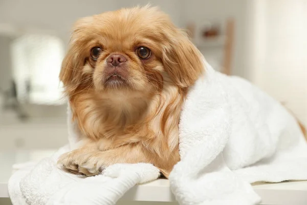 Cute Pekingese dog with towel in bathroom. Pet hygiene