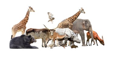Group of different wild animals on white background, collage