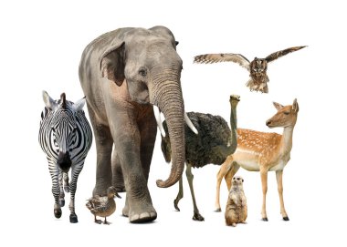 Group of different wild animals on white background, collage