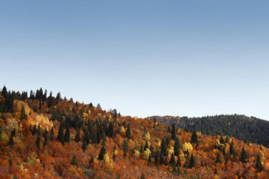 Picturesque view of forest on autumn day. Beautiful mountain landscape