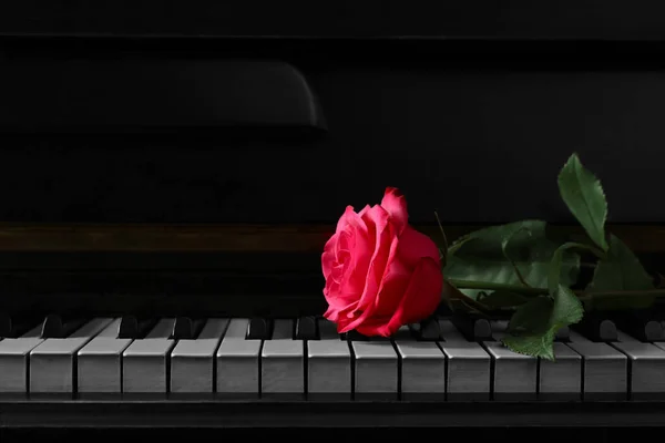 Beautiful pink rose on piano keys, space for text