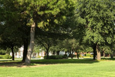 Beautiful green trees and lawn in park on sunny day