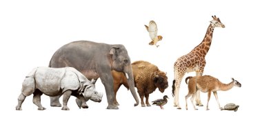Group of different wild animals on white background, collage