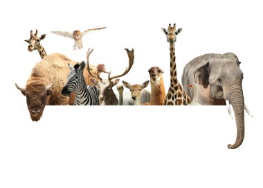 Group of different wild animals standing behind banner on white background, collage