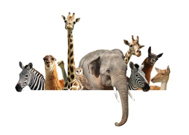 Group of different wild animals standing behind banner on white background, collage