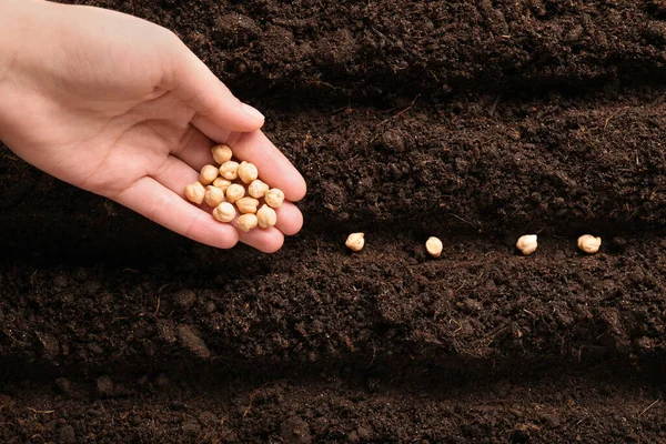 stock image Woman planting chickpea seeds into fertile soil, top view. Vegetable growing