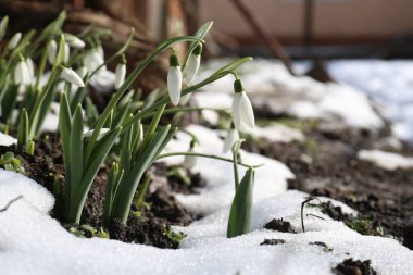 Dışarıda yetişen güzel kardamlaları. Bahar çiçekleri