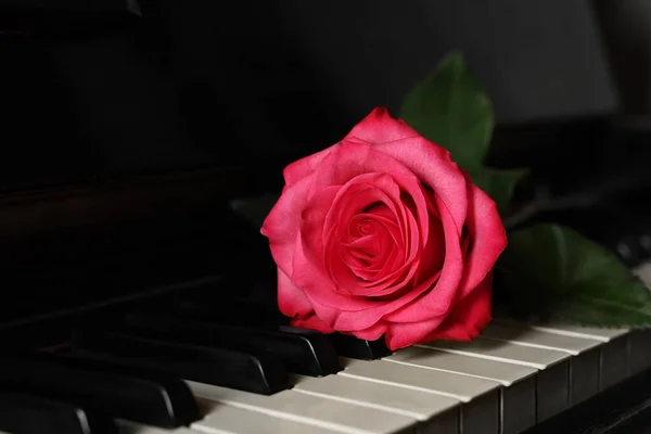 Beautiful pink rose on piano keys, closeup