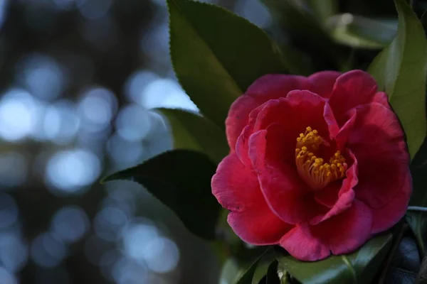 Bela Flor Rosa Livre Close Espaço Para Texto — Fotografia de Stock