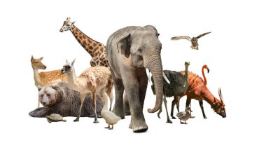 Group of different wild animals on white background, collage