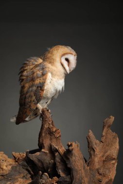 Gri arka plana karşı ağaçtaki güzel baykuş ahırı