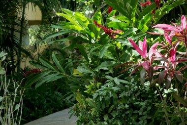 Picturesque view of beautiful exotic plants in tropical jungle