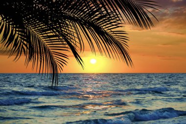 Picturesque view of sea and palm tree at sunset