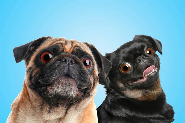 Cute surprised animals on light blue background. Adorable Pug and Petit Brabancon dogs with big eyes