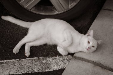 Lonely stray cat lying on asphalt near car. Homeless pet