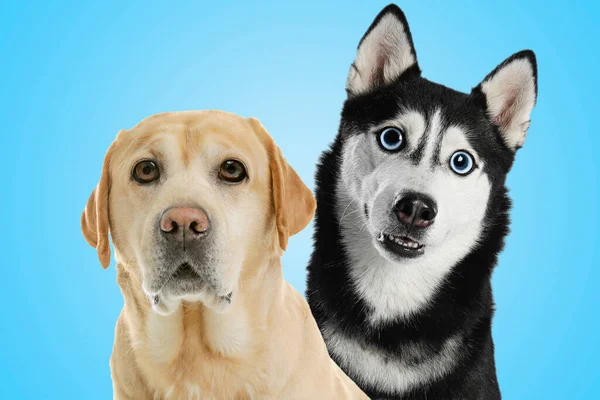 Cute surprised animals on light blue background. Labrador retriever and Siberian Husky dogs with big eyes