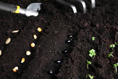 Different seeds on fertile soil. Vegetables growing