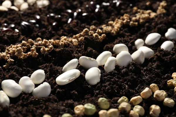 White beans and different vegetable seeds on fertile soil, closeup