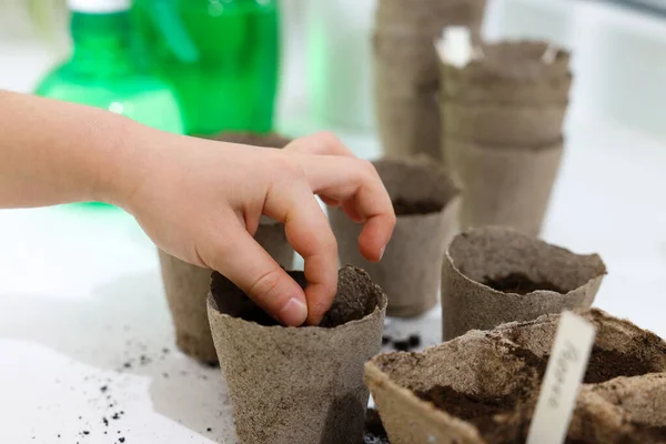 Little girl planting vegetable seeds into peat pots with soil at white table, closeup