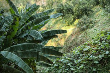 Banana palm tree and other plants on sunny day in forest