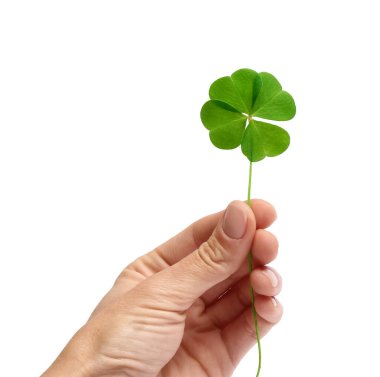 Woman holding beautiful green four leaf clover on white background, closeup