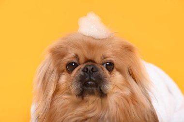 Cute Pekingese dog with towel and shampoo bubbles on yellow background. Pet hygiene