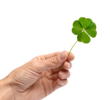 Woman holding beautiful green four leaf clover on white background, closeup