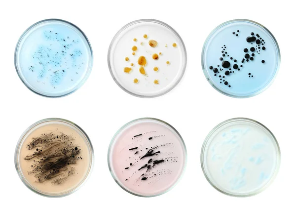 Set of Petri dishes with different culture samples on white background, top view
