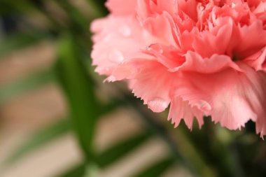 Tender carnation flower with water drops on blurred background, closeup. Space for text