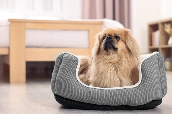 Cute Pekingese dog on pet bed in room, space for text